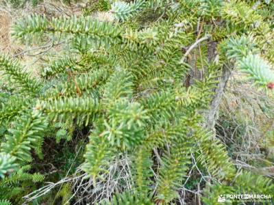 Daroca Salvaje_Gallocanta-Pinsapar de Orcajo; selva oza sierras subbeticas sendero rio borosa sinoni